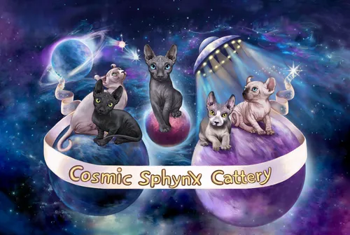 Custom illustration of Sphynx cats for the cattery’s website — commissioned graphics.