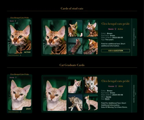 Custom website development with two viewing modes for cattery stud cat profiles.