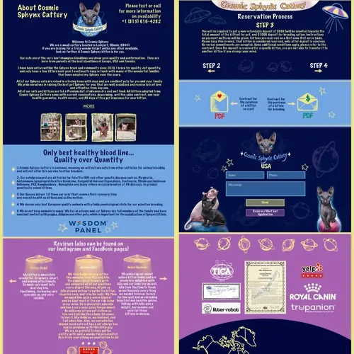 Homepage design for a Chicago-based Sphynx cattery — modern web design with cartoon-style illustrations.