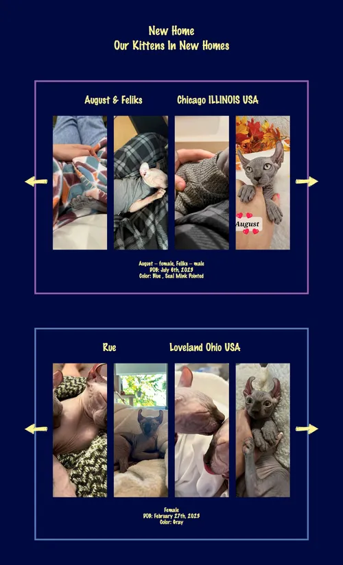 Responsive Sphynx cattery website with easy navigation — graduate cats page screenshot.